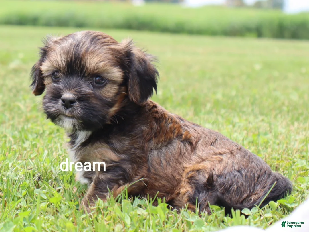 Mixed Breed dogs for sale: Jolie - Ad 1