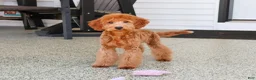 Mini Goldendoodle dogs for sale: Dora - Ad 5