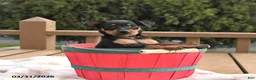 Miniature Pinscher dogs for sale: Tilly - Ad 1