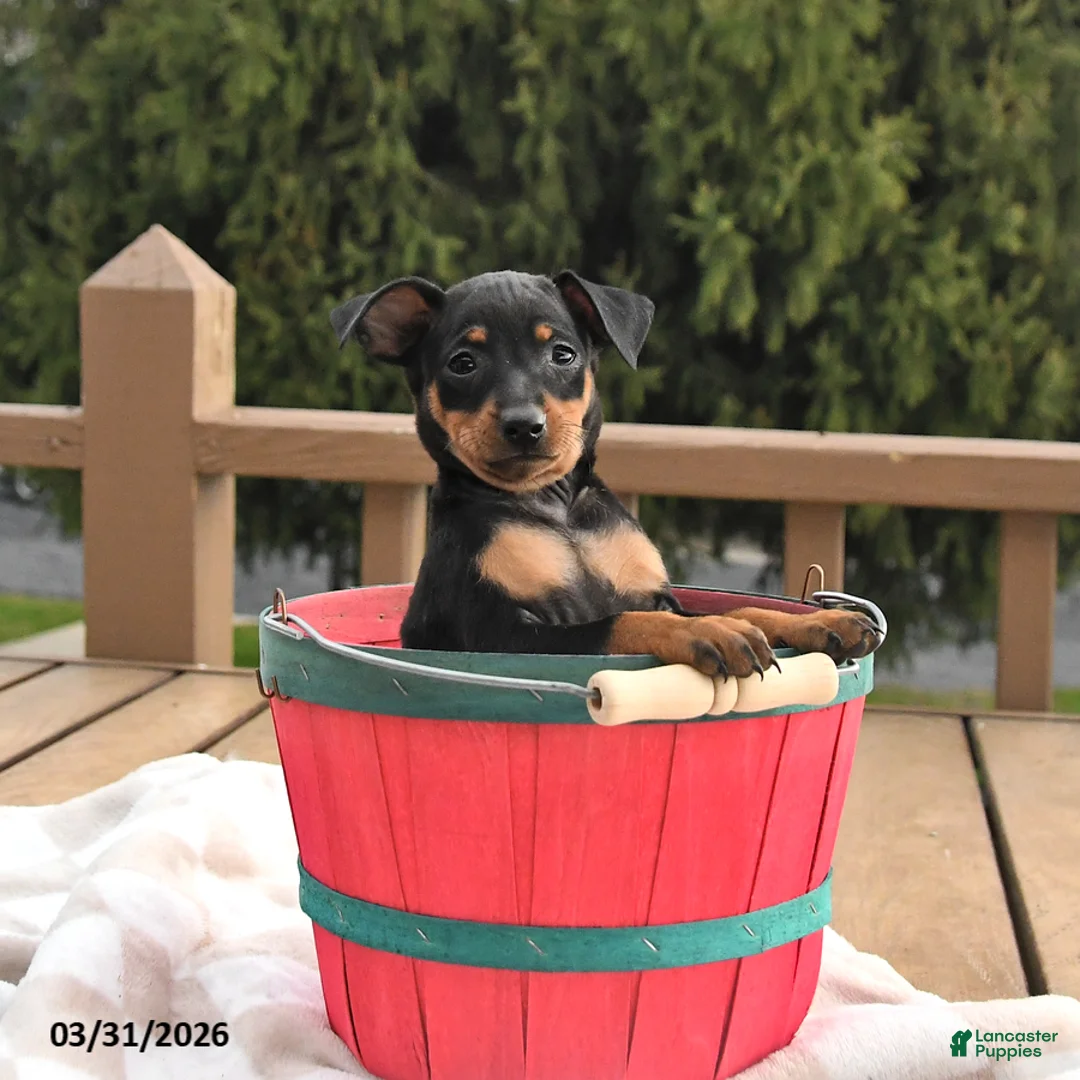 Miniature Pinscher dogs for sale: Tilly - Ad 1