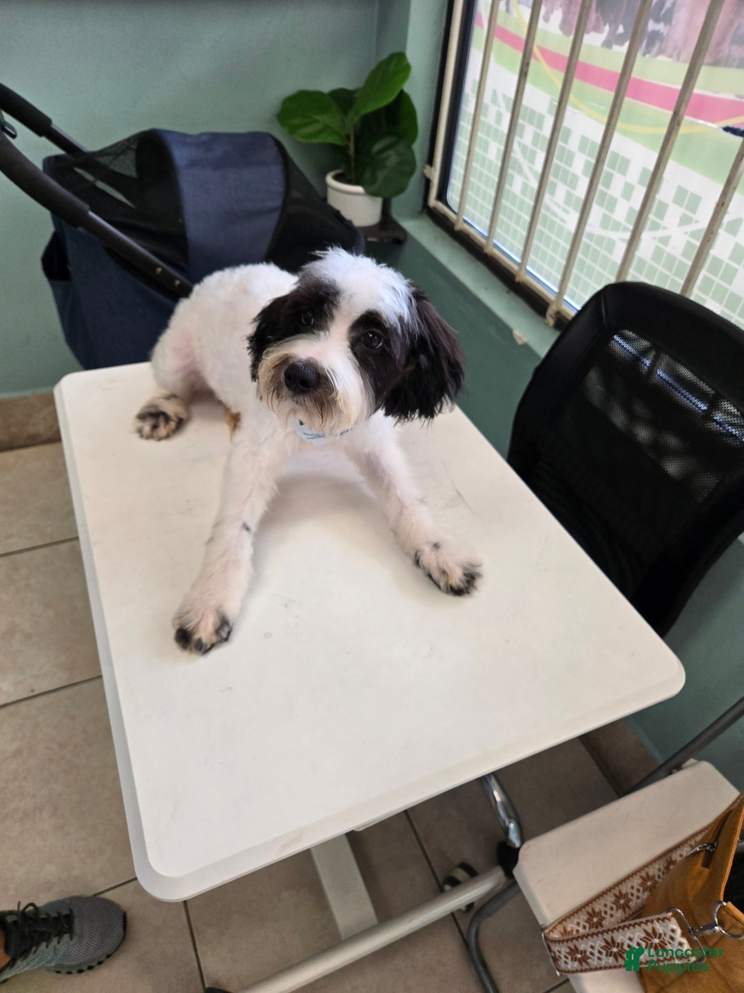 Goldendoodle dogs for sale: Goldendoodle Puppy 3 - Ad 1