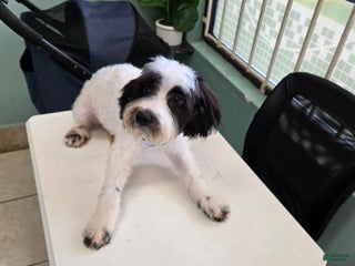 Goldendoodle dogs Goldendoodle Puppy 3 - Ad 2