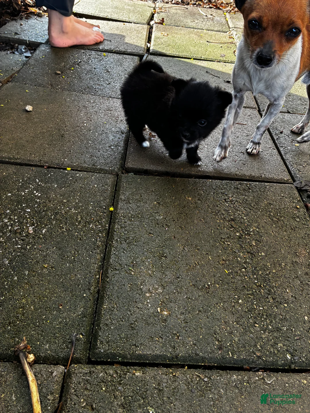 Mixed Breed dogs for sale: Boston - Ad 1
