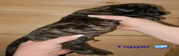 English Mastiff dogs for sale: Tigger - Ad 3