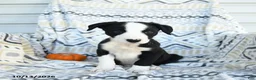 Border Collie dogs for sale: Echo - Ad 3