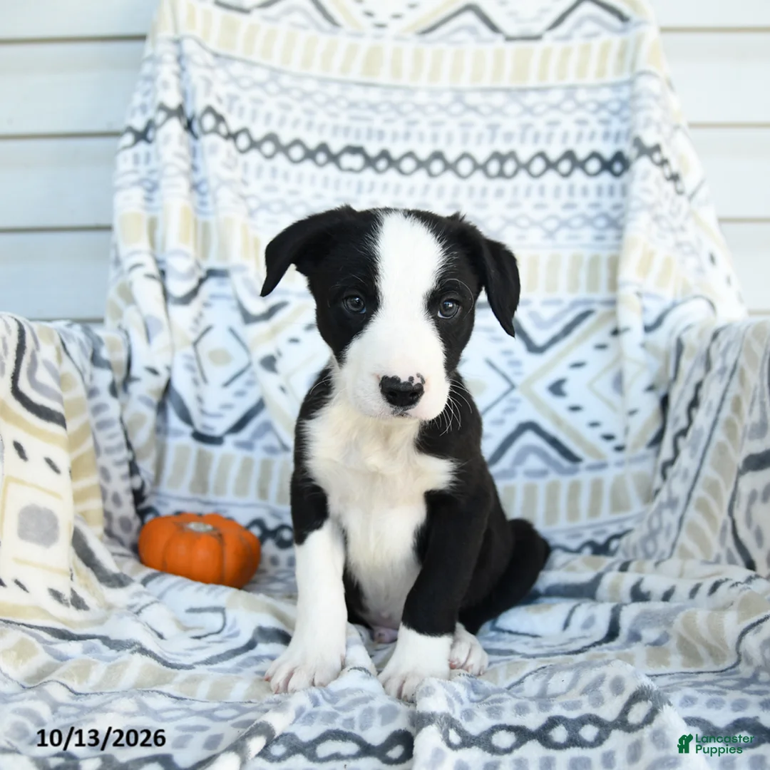 Border Collie dogs for sale: Echo - Ad 3