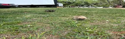 Mixed Breed dogs for sale: Boots - Ad 8