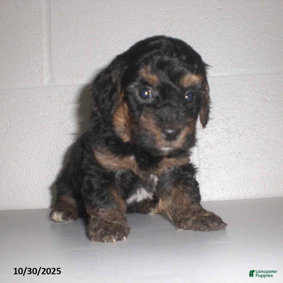 Yorkiepoo dogs for sale: Tyler - Ad 11