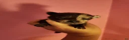 Pomchi dogs for sale: Pomchi Puppy 2 - Ad 7