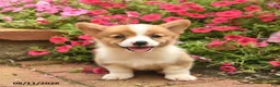 Welsh Corgi Pembroke dogs for sale: Spirit  - Ad 3
