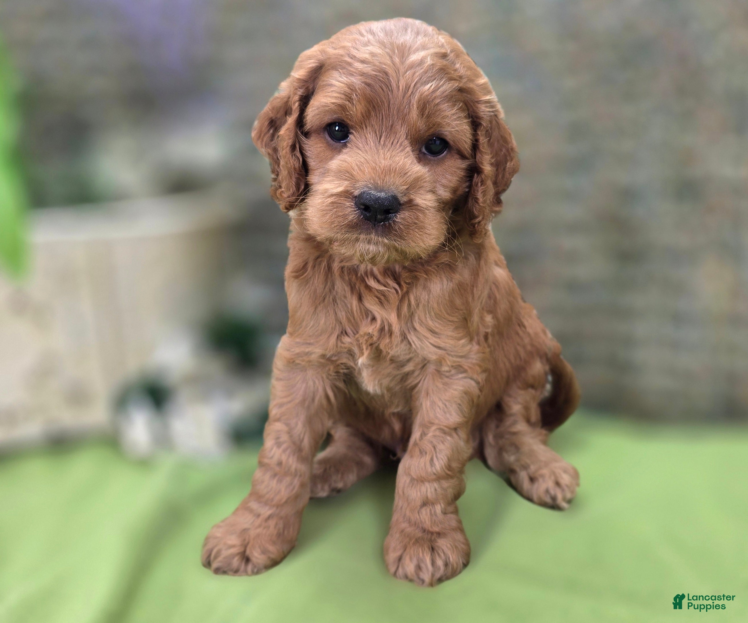 Cockapoo dogs Versace - Ad 20