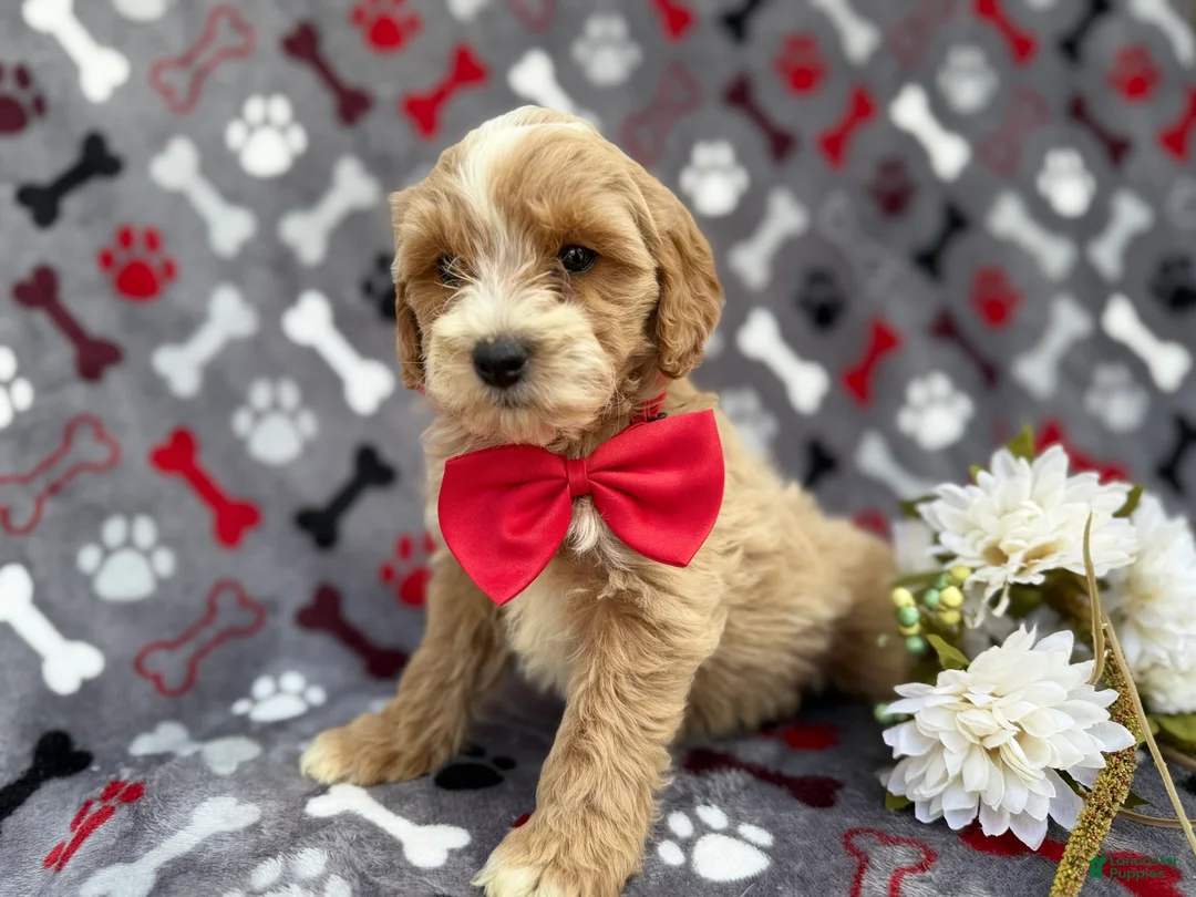 Cockapoo dogs for sale: Whiskey - Ad 5