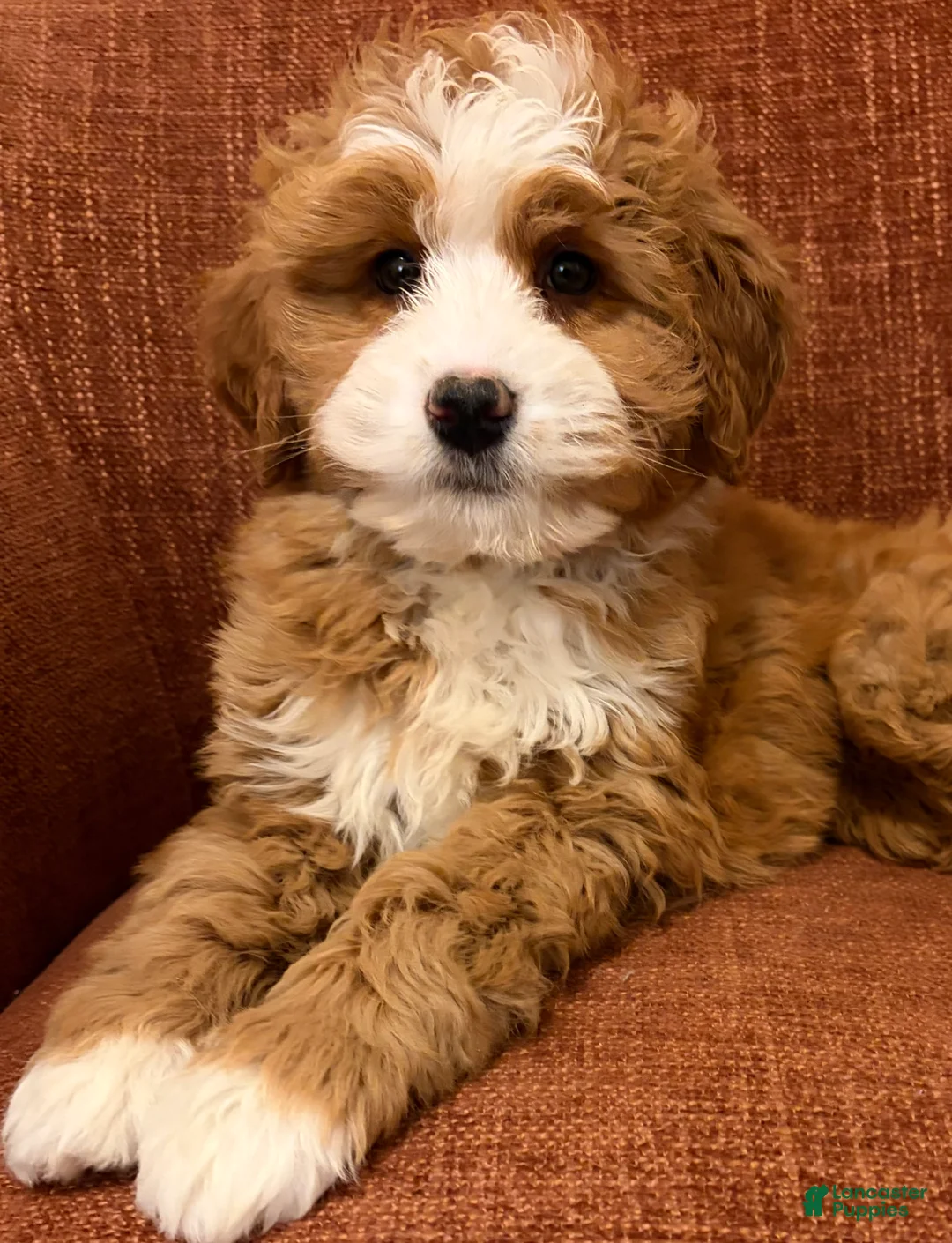 Mini Bernedoodle dogs for sale: 💛 IN BOSTON MASSACHUSETTS AREA 💛 RED AND WHITE ABSTRACT GIRL 💛 MINI BERNEDOODLE 💛 - Ad 10