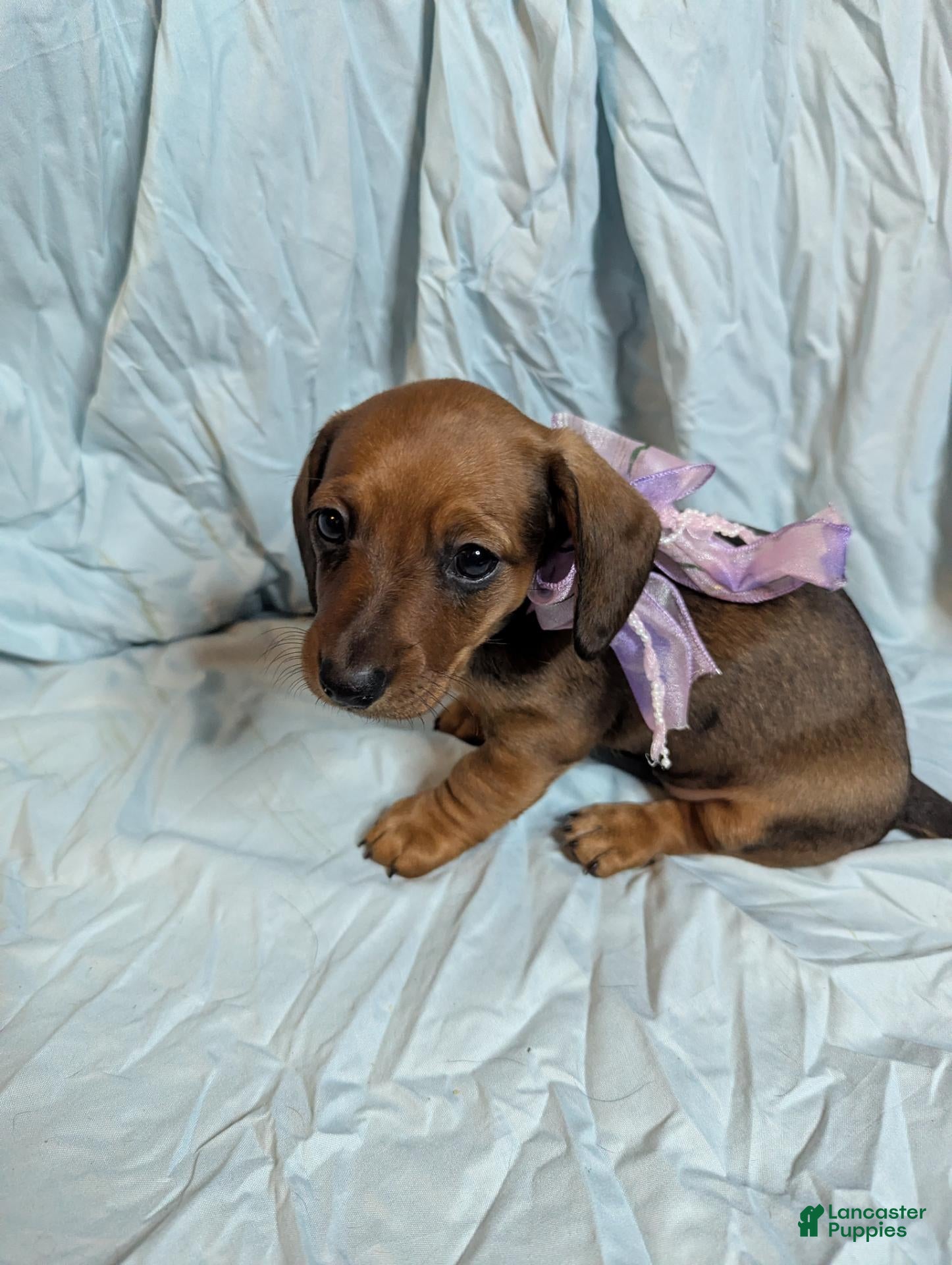 Miniature Dachshund dogs Hazel - Ad 13