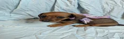 Miniature Dachshund dogs for sale: Hazel - Ad 1