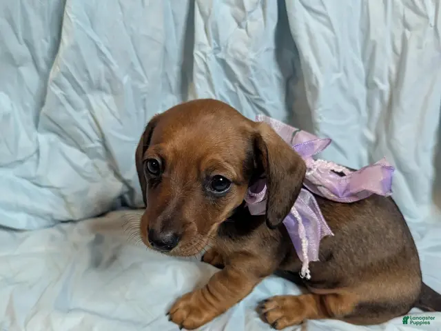 Miniature Dachshund dogs for sale: Hazel - Ad 25