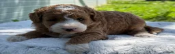 Mini Goldendoodle dogs for sale: Gwendolyn - Ad 3