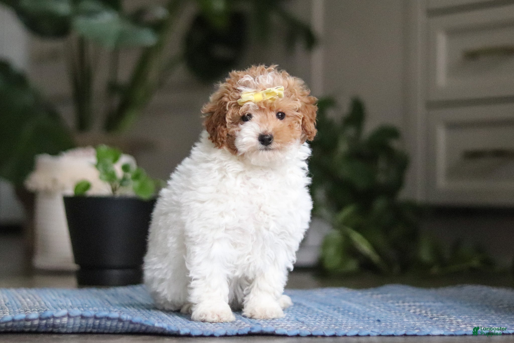 Miniature Poodle dogs Layla - Ad 1