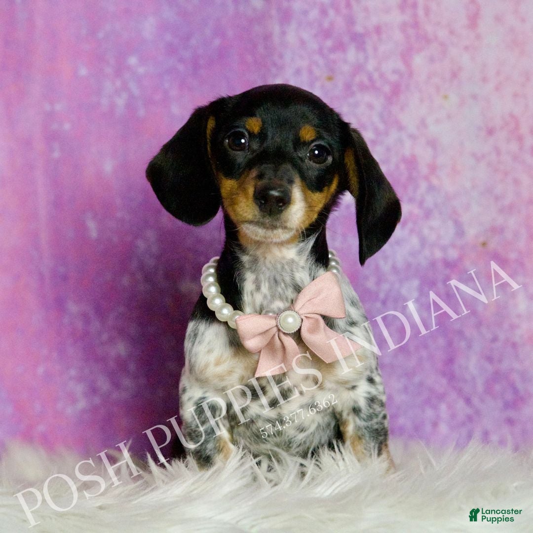 Miniature Dachshund dogs Dottie - Ad 26