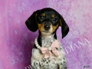 Miniature Dachshund dogs Dottie - Ad 26