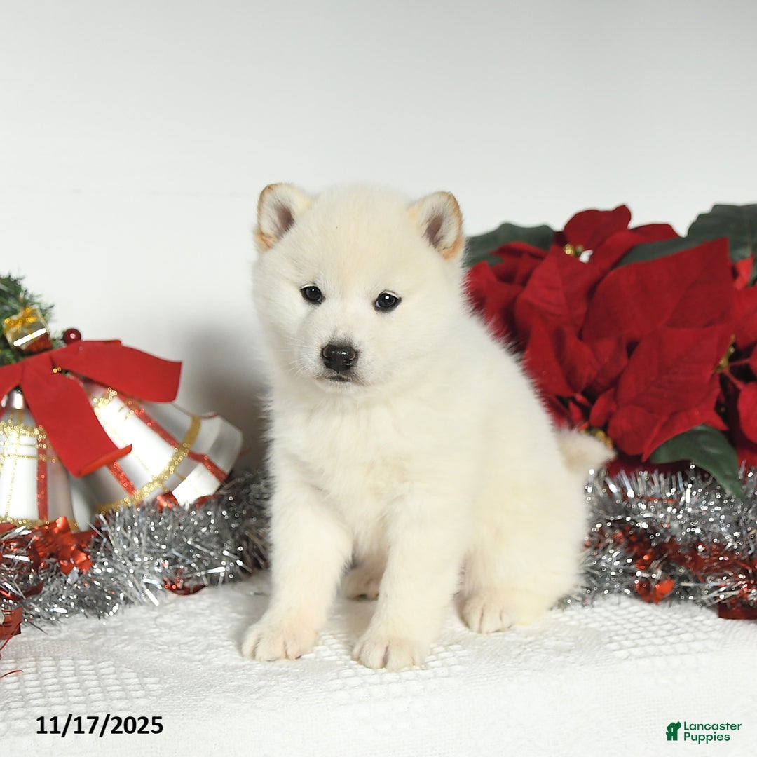 Shiba Inu dogs for sale: Roxy - Ad 2