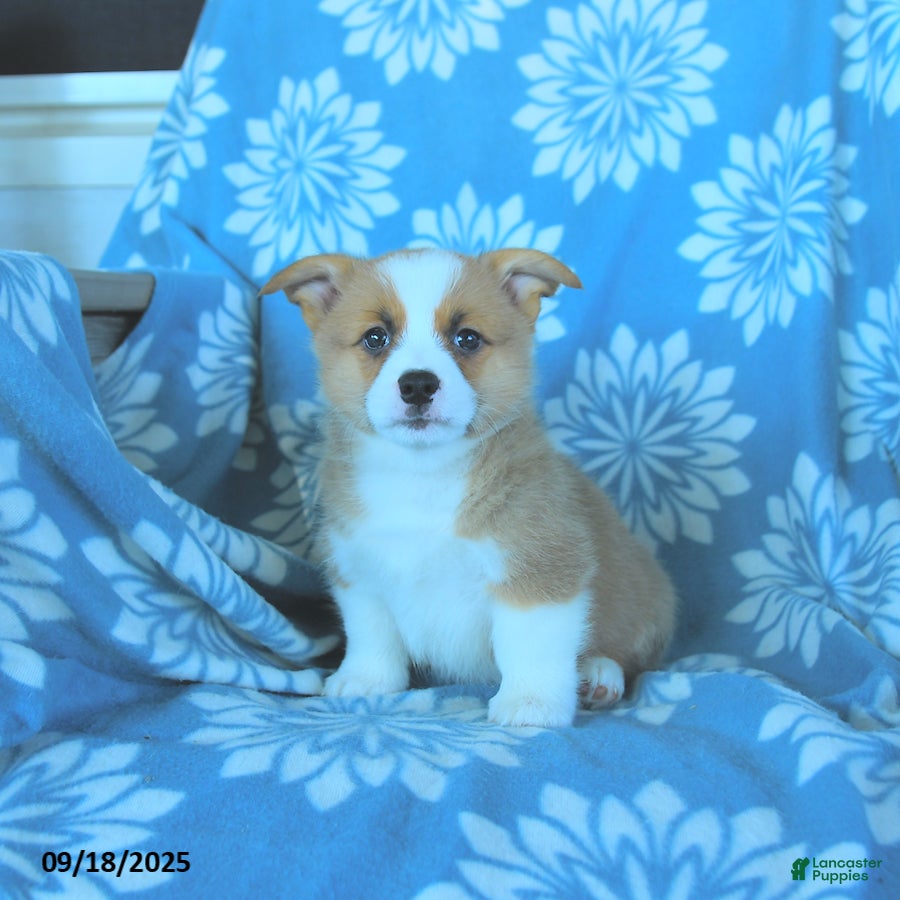 Akc Old English Sheepdog Puppies For Sale Craigslist Clearance