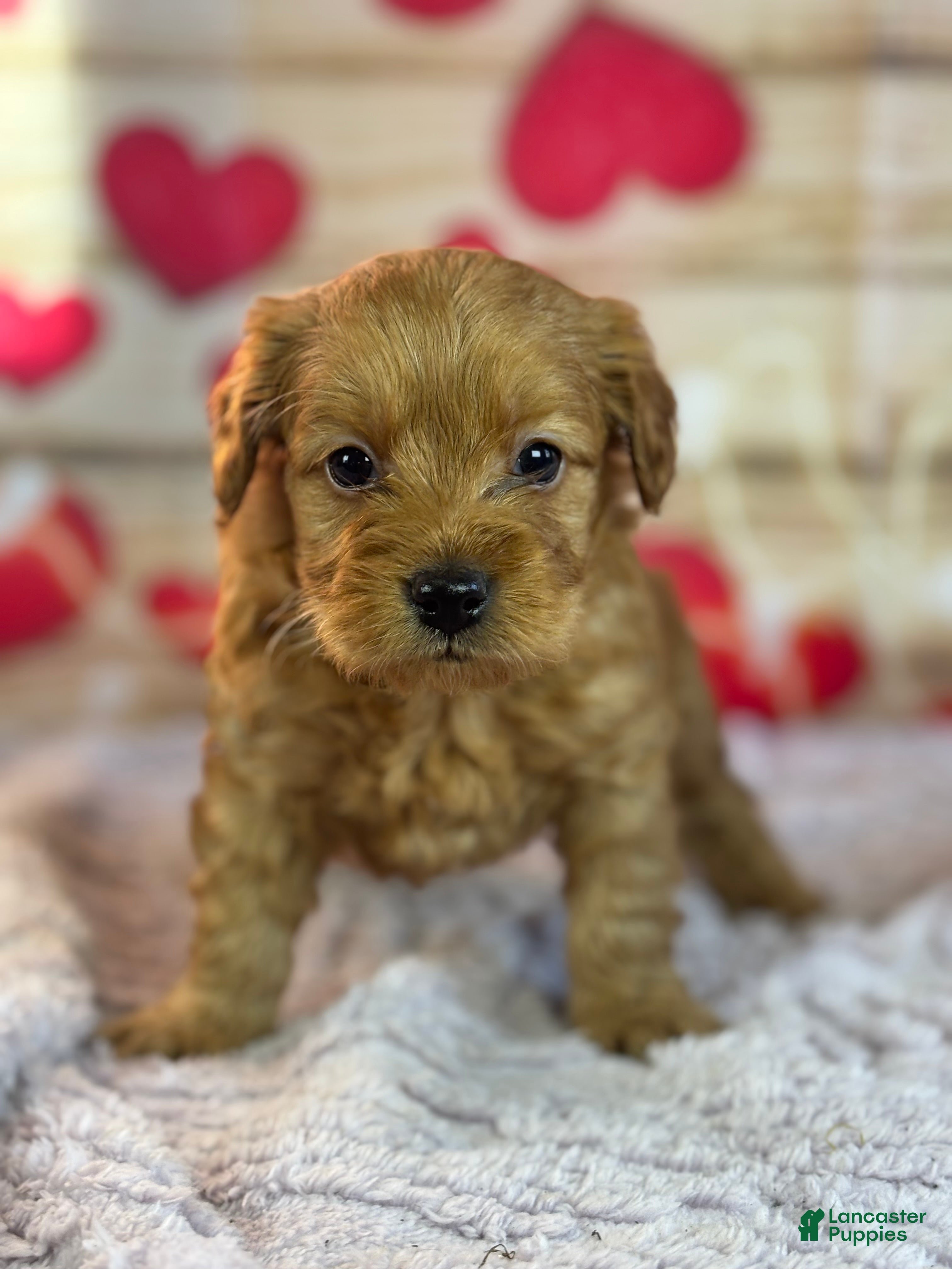 Goldendoodle dogs Fargo - Ad 36