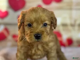 Goldendoodle dogs Fargo - Ad 36