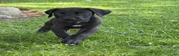 Great Dane dogs for sale: Philip Great Dane  - Ad 11