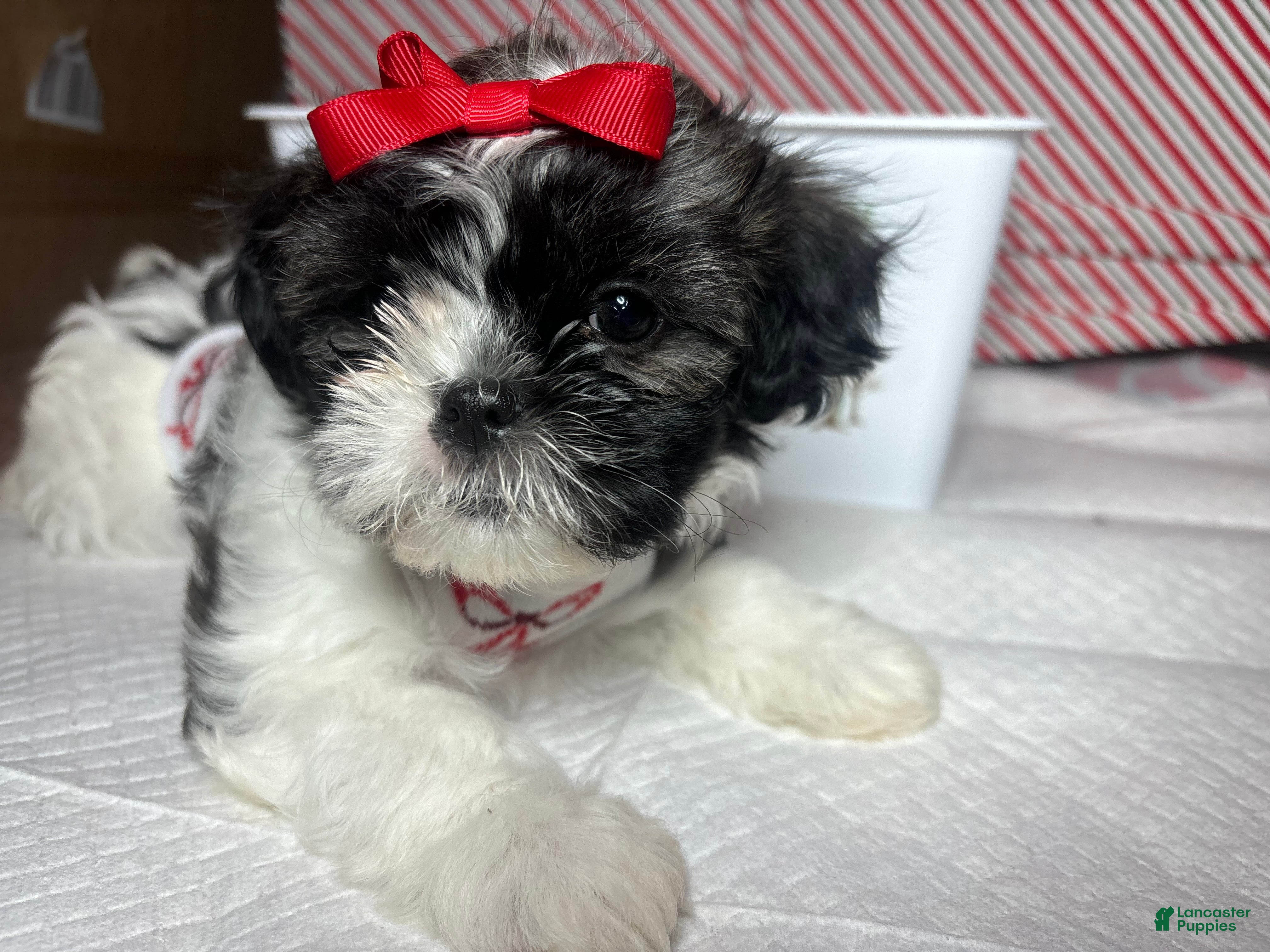 Shihpoo dogs Shihpoo Puppy 2 - Ad 3