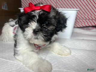 Shihpoo dogs Shihpoo Puppy 2 - Ad 42