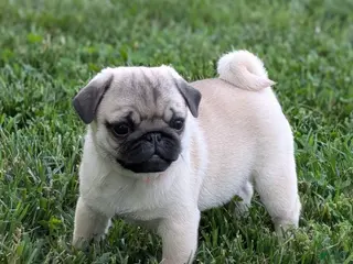 Pug dogs for sale: Clover - Ad 2