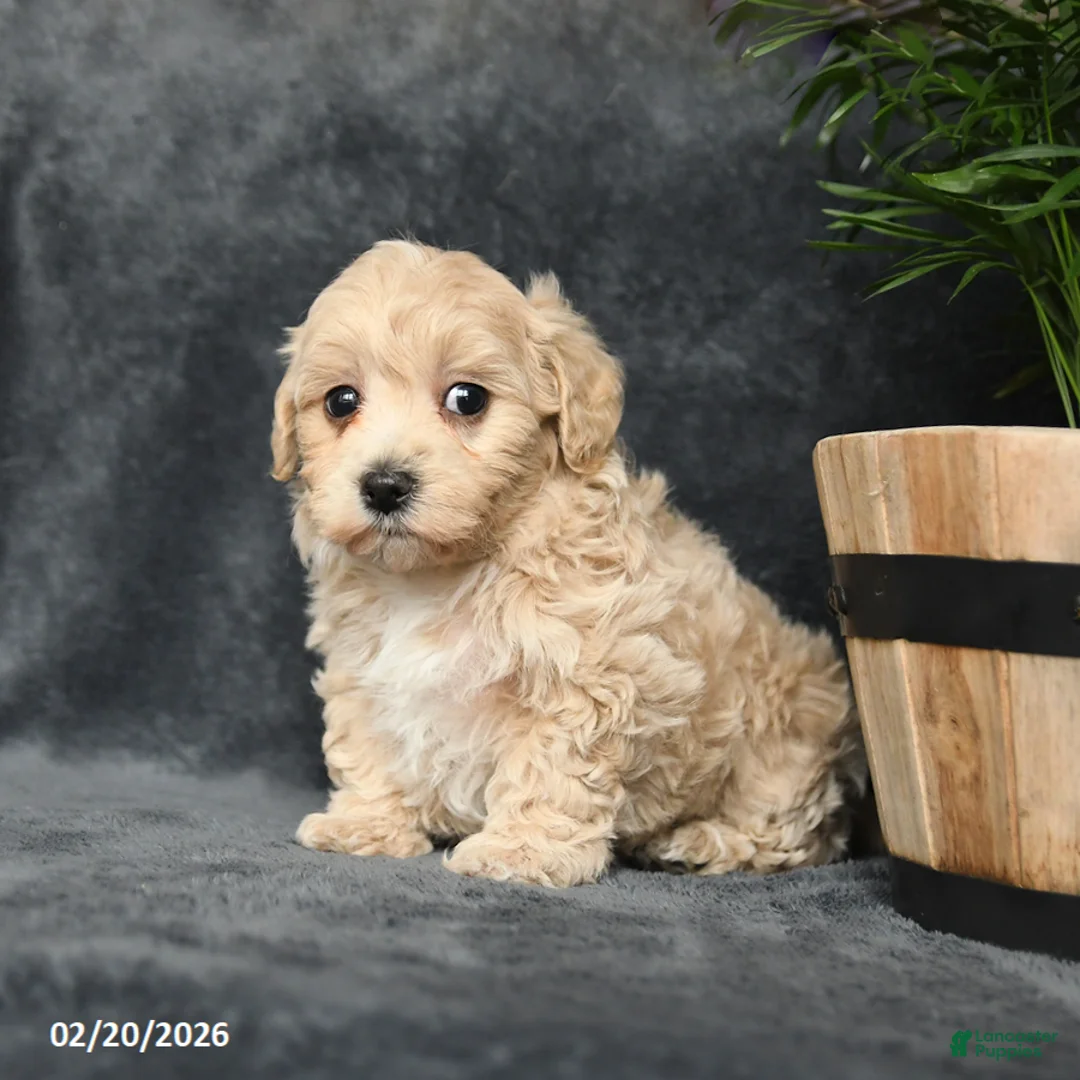 Maltipoo dogs for sale: Gracie - Ad 5