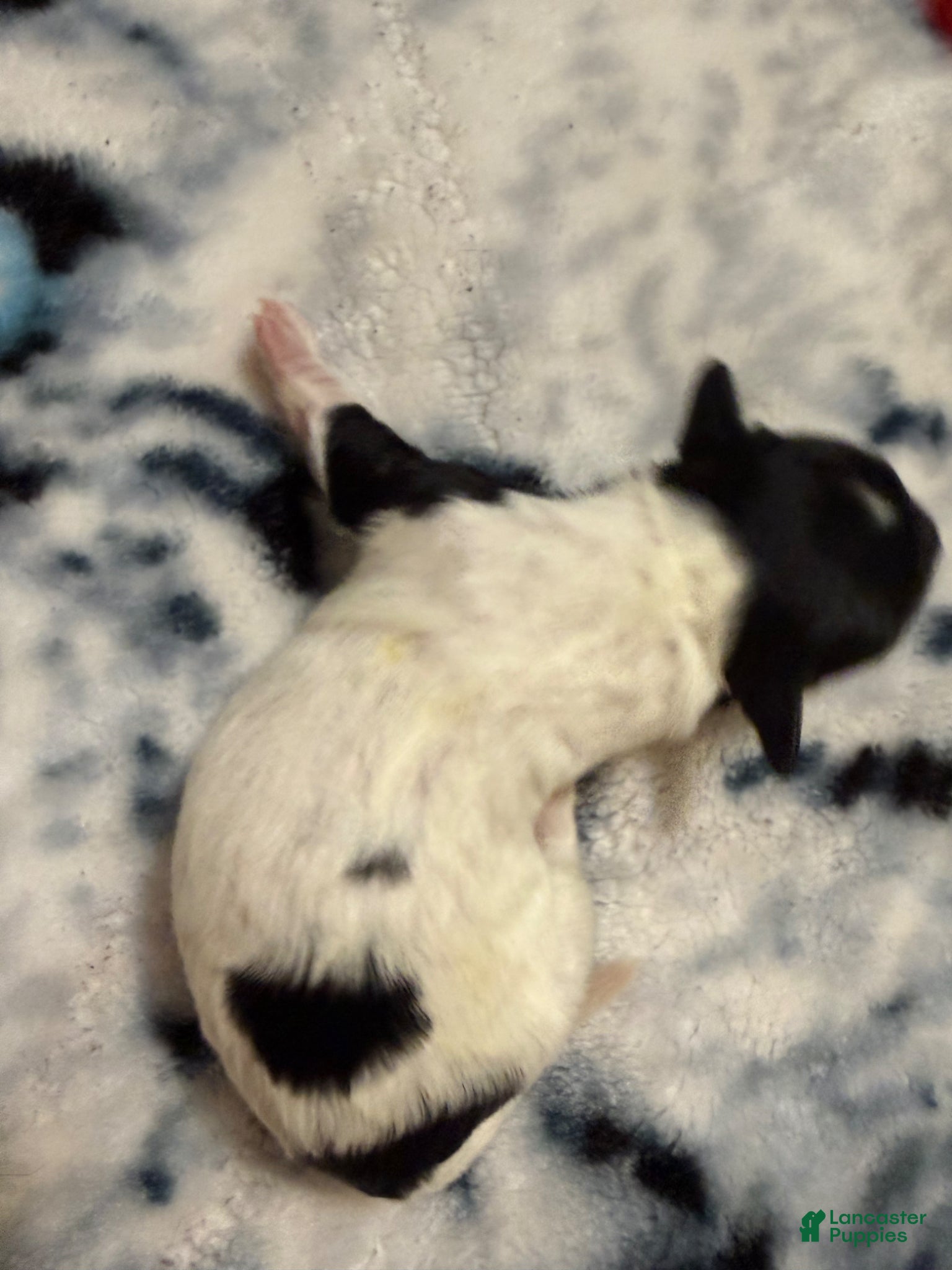 Mixed Breed dogs Mia - Ad 1