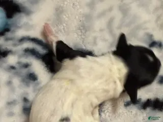 Mixed Breed dogs for sale: Mia - Ad 1