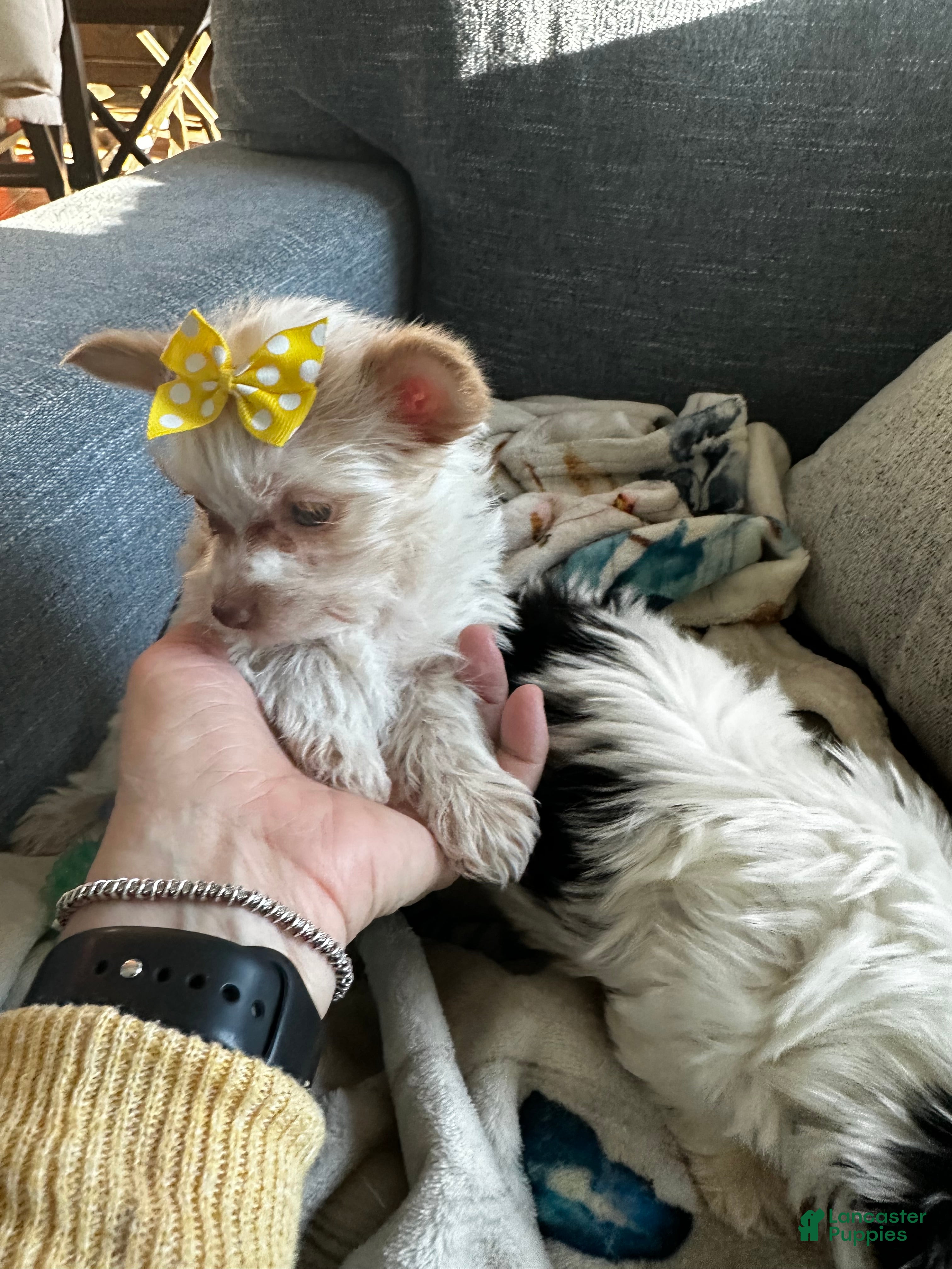 Yorkshire Terrier dogs AKC Mochi - Ad 2