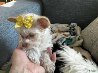 Yorkshire Terrier dogs AKC Mochi - Ad 2