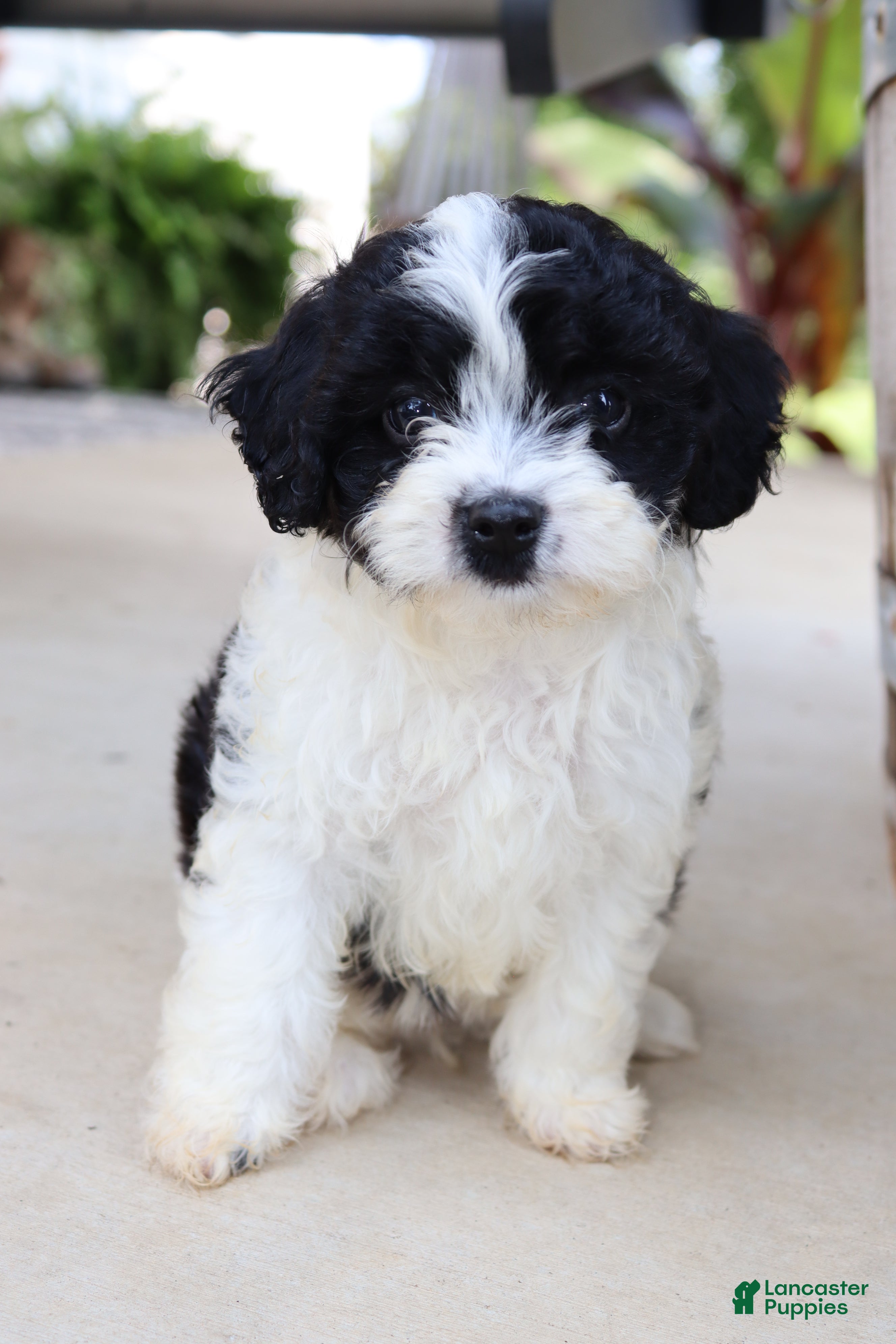 Cavapoo dogs Beignet - Ad 1