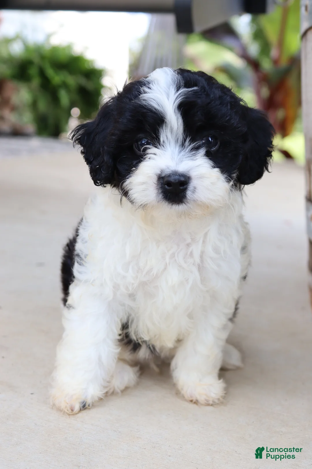 Cavapoo dogs for sale: Beignet - Ad 1