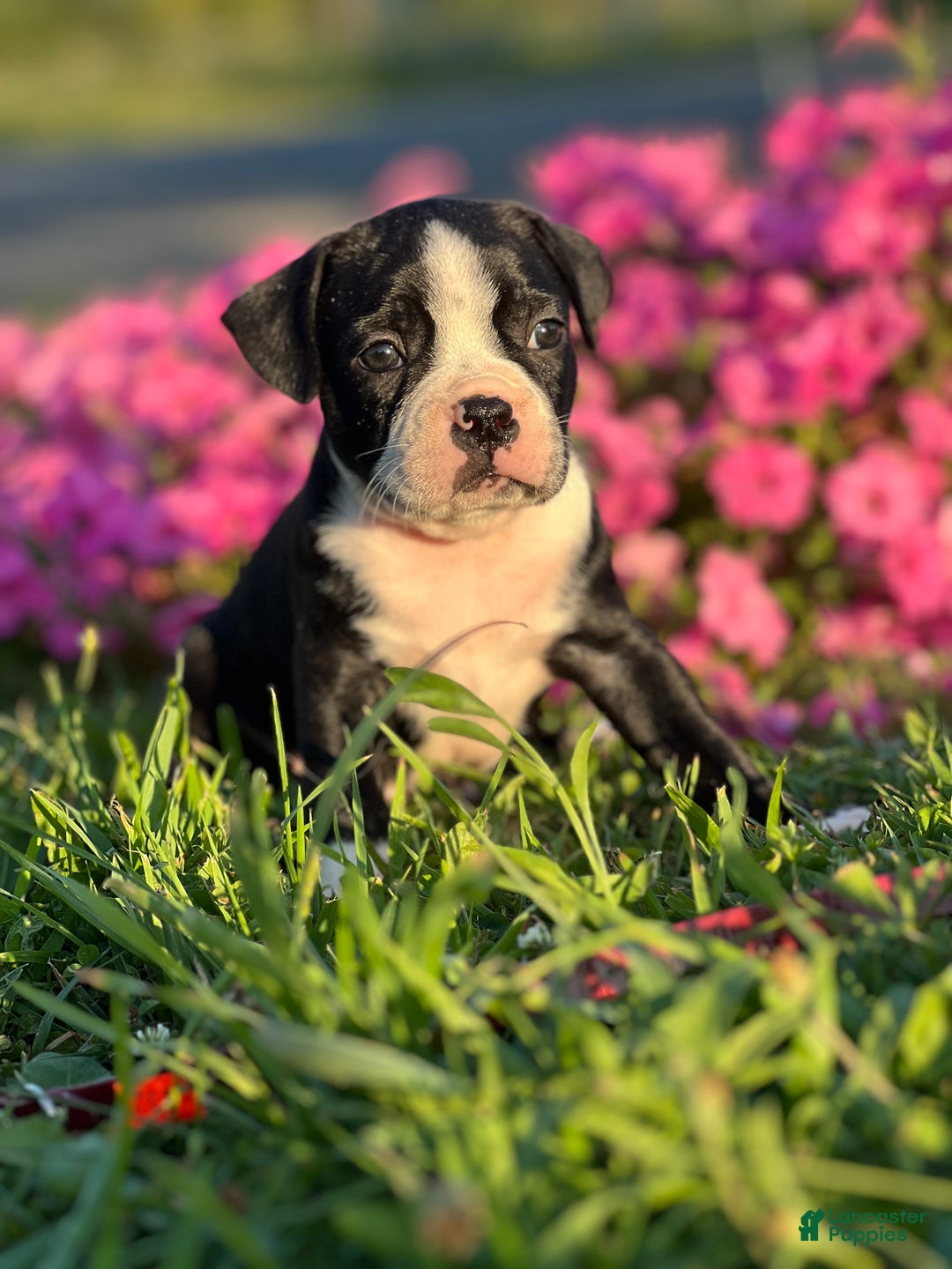 Staffordshire Boston Terrier Mix AKC Boston Terrier Puppies!! For