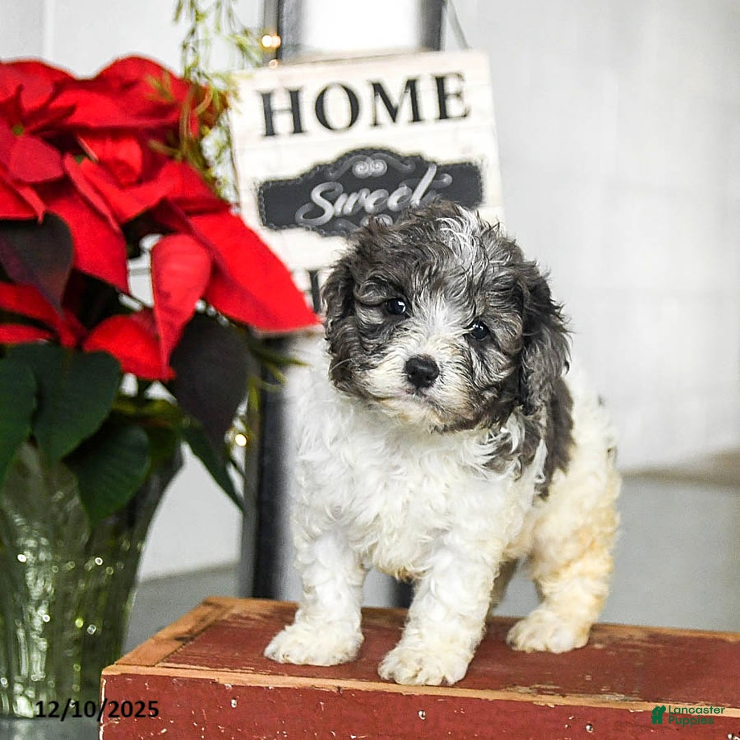 Cavapoo dogs for sale: Finn - Ad 2