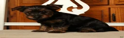 Yorkshire Terrier dogs for sale: Lily - Ad 7