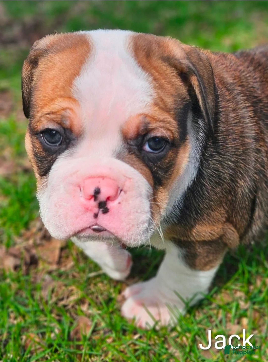 Olde English Bulldogge dogs for sale: Jack MALE - Ad 2