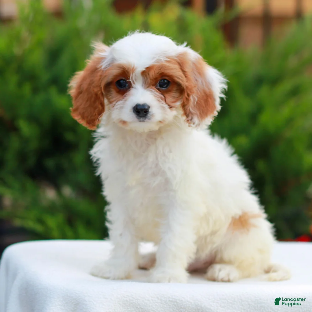 Cavapoo dogs for sale: Hudson  - Ad 2