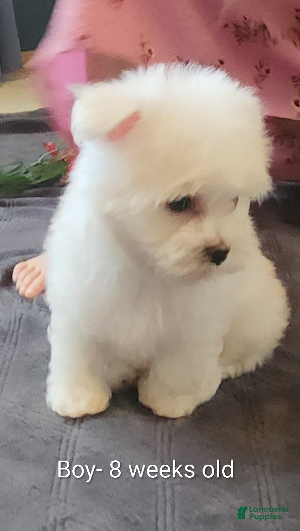 Maltese dogs Prince- Small boy, 5 lb adult  - Ad 1