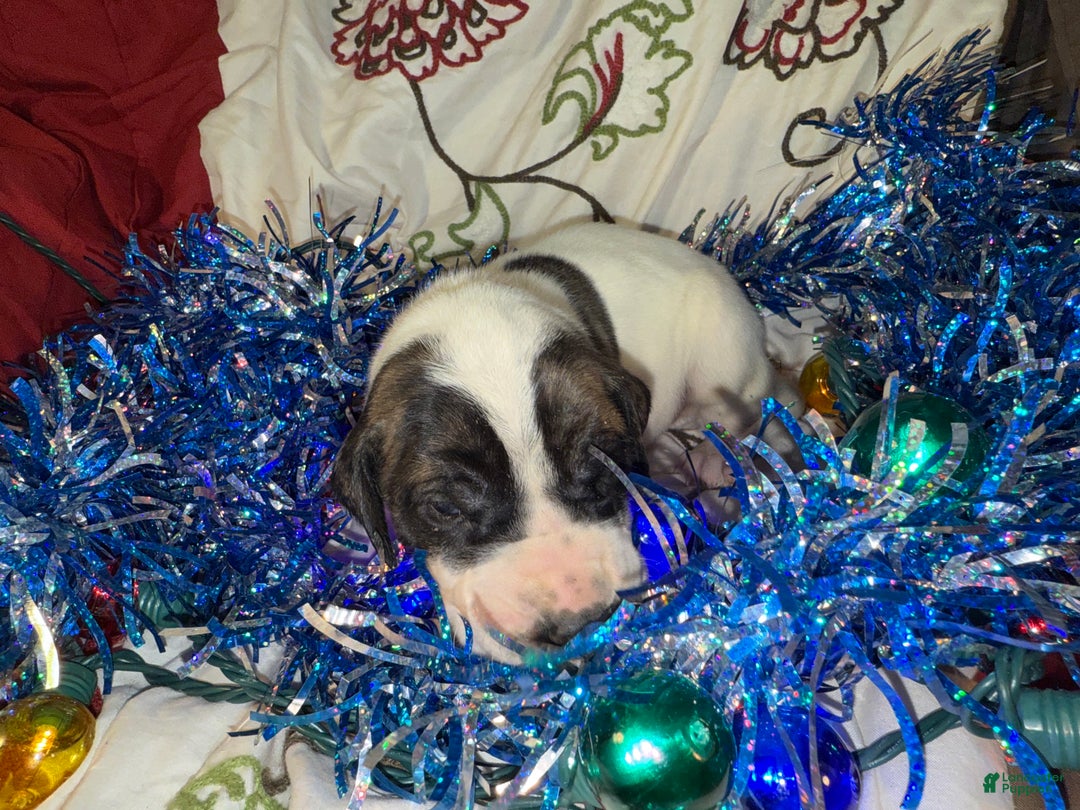 Great Dane dogs for sale: Howard - Ad 39