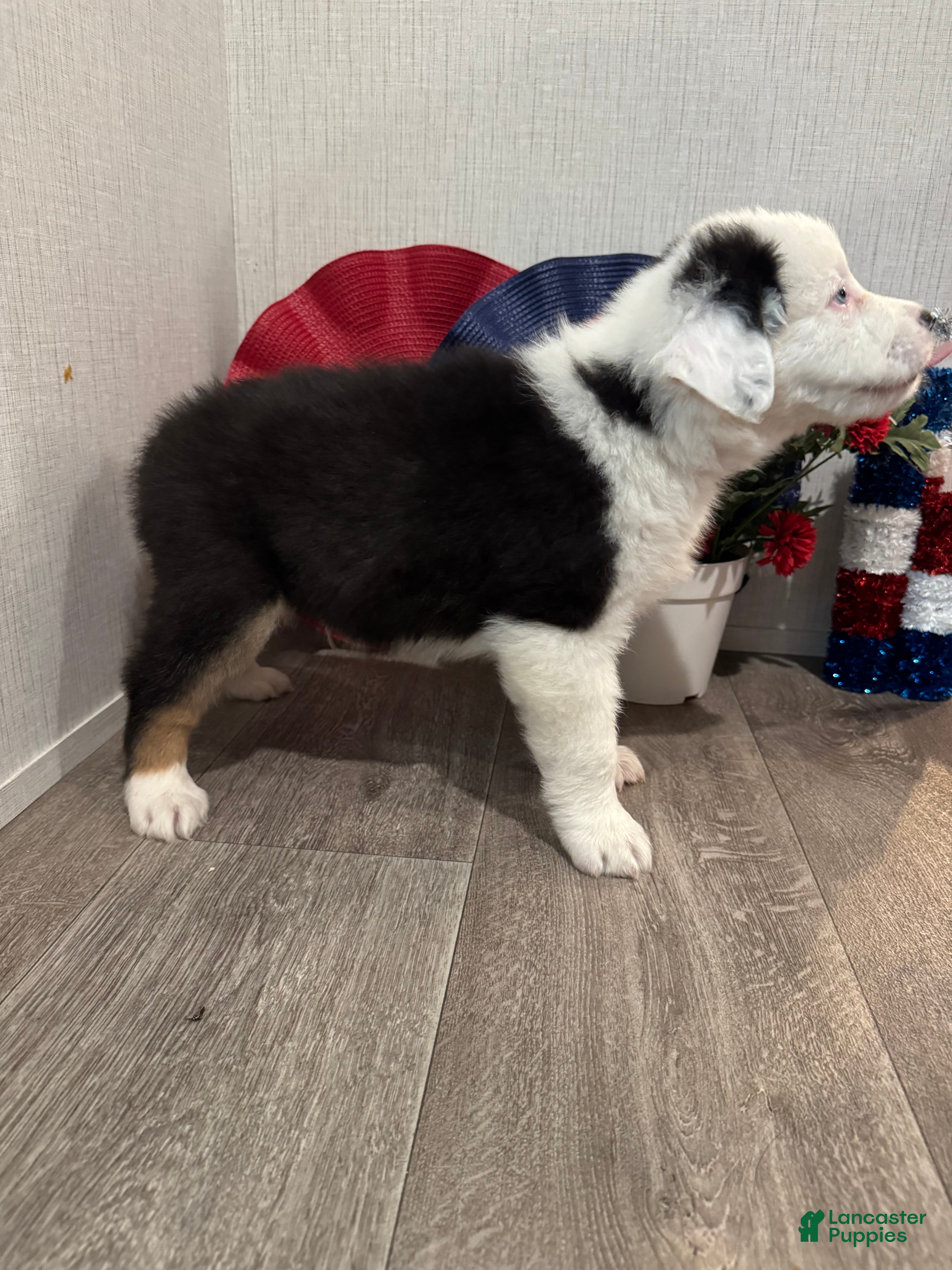 Australian Shepherd dogs Kenny - Ad 2