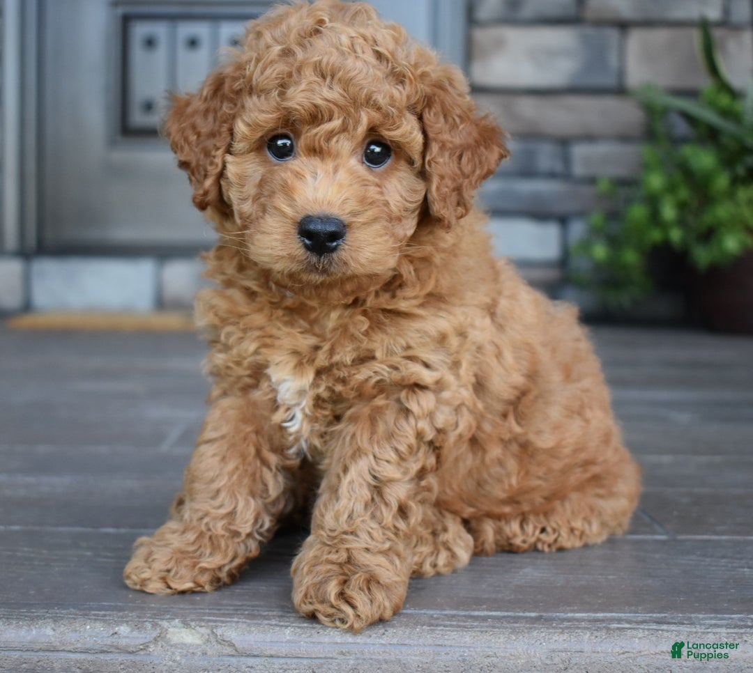 Month Old 40 Lb Mini Goldendoodle Miniature Goldendoodle Best Dog
