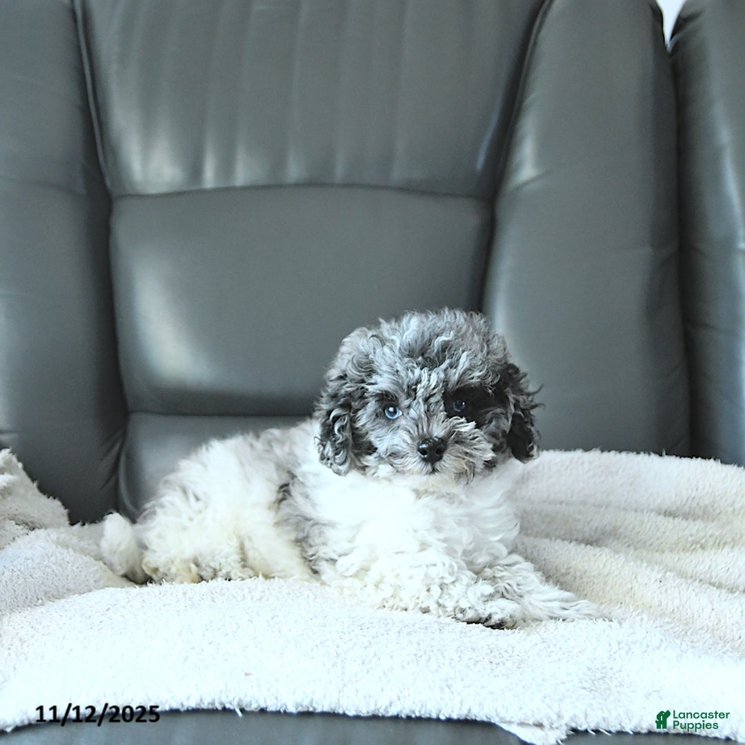 Havapoo dogs for sale: Princess EXTRA SMALL - Ad 3