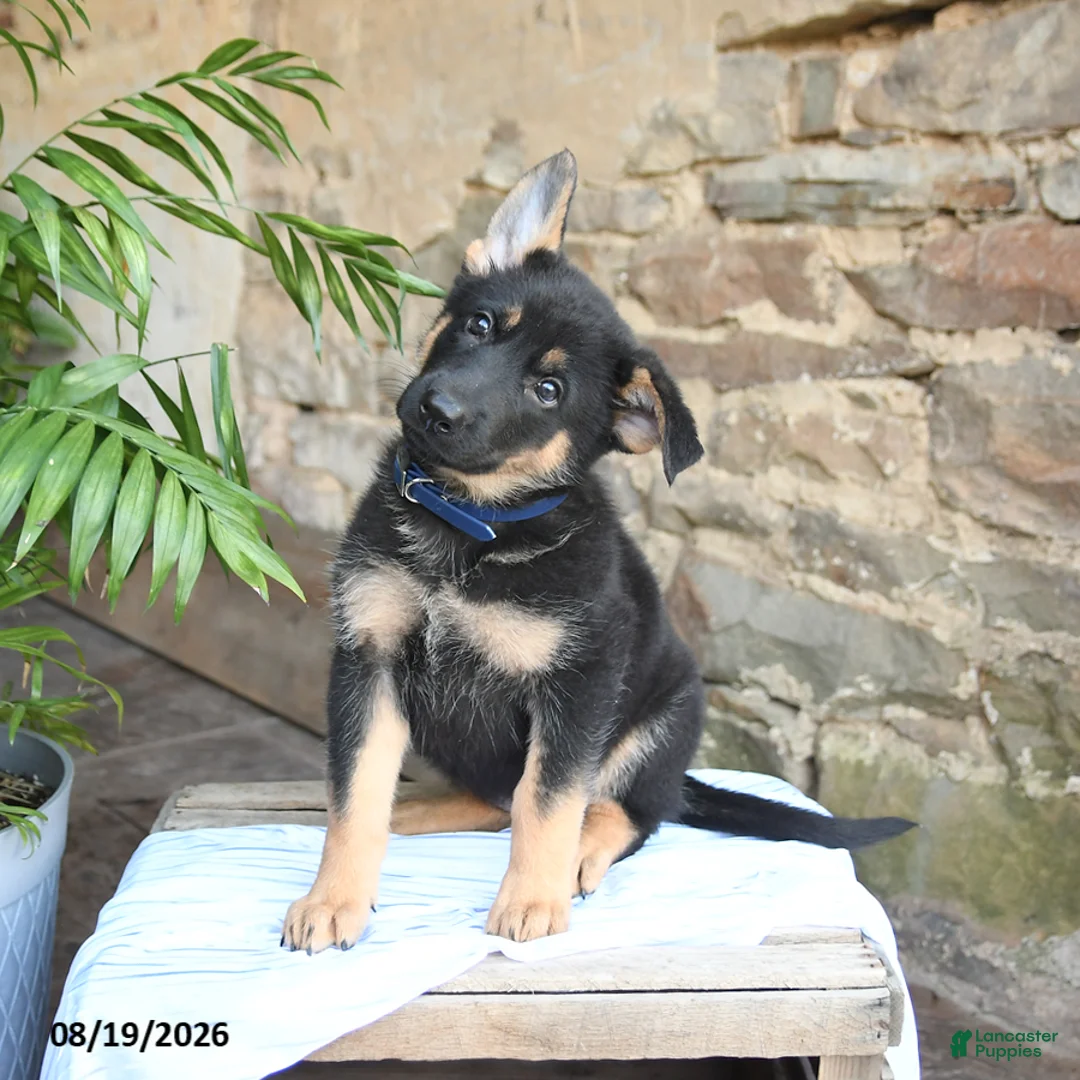 German Shepherd dogs for sale: Nikki - Ad 1